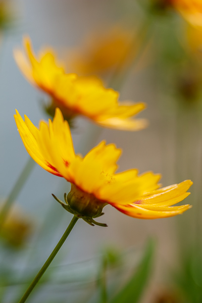 Bloom;Blossom;Blossoms;Calm;Close-up;Coreopsis;Flora;Floral;Floweret;Flowering;Flowers;Flowers & Plants;Gold;Healing;Health care;Healthcare;Looking up;Macro;Maroon;Minimalism;Nature;Pastoral;Petal;Sunlight;Sunshine;Tickseed;Warm Colors;Warm Palette;Warm Tones;Yellow;bloom;color;flora;floral;flower;green;oneness;peaceful;plants;red;restful;serene;soothing;sunlit;tickseed;tranquil;zen