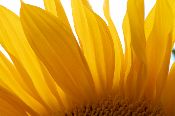 Abstract;Abstraction;Bloom;Blossom;Blossoms;Botanical;Bud;Calm;Close-up;Flora;Floweret;Flowering;Flowers;Flowers & Plants;Gold;Healing;Health care;Healthcare;Line;Macro;Nature;Pastoral;Petal;Petals;Plant;Shape;Sunflower;Sunflowers;Yellow;bloom;botanicals;flora;floral;flower;green;oneness;orange;peaceful;plants;restful;serene;soothing;tranquil;zen