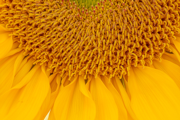 Abstract;Abstraction;Bloom;Blossom;Blossoms;Botanical;Bud;Calm;Close-up;Flora;Floweret;Flowering;Flowers;Flowers & Plants;Gold;Healing;Health care;Healthcare;Line;Macro;Nature;Pastoral;Petal;Petals;Plant;Shape;Sunflower;Sunflowers;Yellow;bloom;botanicals;flora;floral;flower;green;oneness;orange;pattern;peaceful;plants;restful;serene;soothing;texture;tranquil;zen