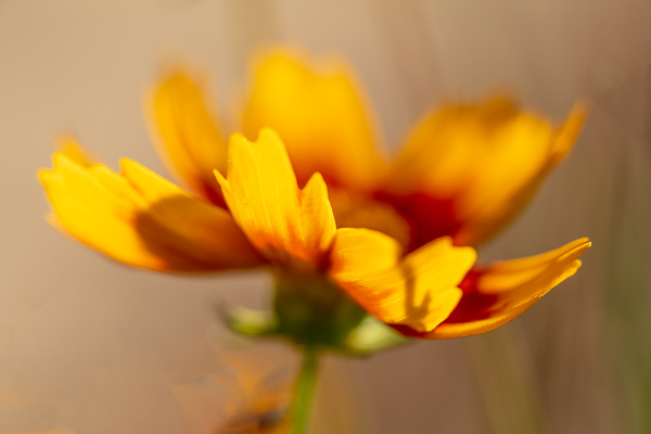 Bloom;Blossom;Blossoms;Bud;Calm;Close-up;Coreopsis;Flora;Floral;Floweret;Flowering;Flowers;Flowers & Plants;Gold;Healing;Health care;Healthcare;Looking up;Macro;Maroon;Minimalism;Nature;Pastoral;Petal;Seasons;Spring;Springtime;Summer;Summertime;Sunlight;Sunshine;Tan;Tickseed;Warm Colors;Warm Palette;Warm Tones;Yellow;bloom;color;flora;floral;flower;green;oneness;peaceful;plants;red;restful;serene;soothing;sunlit;tickseed;tranquil;wildflower;zen