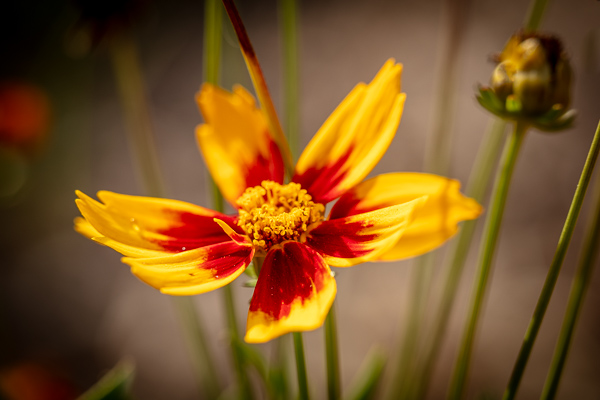 Bloom;Blossom;Blossoms;Bud;Calm;Close-up;Coreopsis;Flora;Floral;Floweret;Flowering;Flowers;Flowers & Plants;Gold;Healing;Health care;Healthcare;Looking up;Macro;Maroon;Minimalism;Nature;Pastoral;Petal;Seasons;Spring;Springtime;Summer;Summertime;Sunlight;Sunshine;Tan;Tickseed;Warm Colors;Warm Palette;Warm Tones;Yellow;bloom;color;flora;floral;flower;green;oneness;peaceful;plants;red;restful;serene;soothing;sunlit;tickseed;tranquil;wildflower;zen