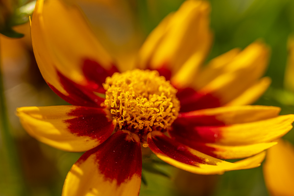 Bloom;Blossom;Blossoms;Calm;Close-up;Coreopsis;Flora;Floral;Floweret;Flowering;Flowers;Flowers & Plants;Gold;Healing;Health care;Healthcare;Looking up;Macro;Maroon;Minimalism;Nature;Pastoral;Petal;Sunlight;Sunshine;Tickseed;Warm Colors;Warm Palette;Warm Tones;Yellow;bloom;color;flora;floral;flower;green;oneness;peaceful;plants;red;restful;serene;soothing;sunlit;tickseed;tranquil;zen