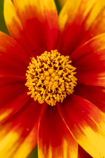 Bloom;Blossom;Blossoms;Calm;Close-up;Coreopsis;Flora;Floral;Floweret;Flowering;Flowers;Flowers & Plants;Gold;Healing;Health care;Healthcare;Looking up;Macro;Maroon;Minimalism;Nature;Pastoral;Petal;Sunlight;Sunshine;Tickseed;Warm Colors;Warm Palette;Warm Tones;Yellow;bloom;color;flora;floral;flower;green;oneness;peaceful;plants;red;restful;serene;soothing;sunlit;tickseed;tranquil;zen