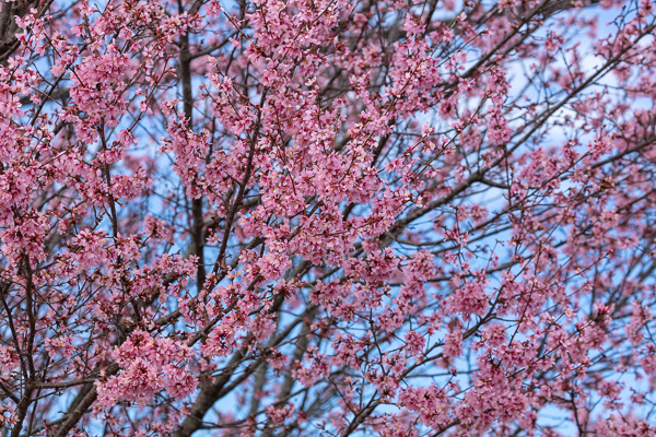 Abstract;Abstraction;Bloom;Blossom;Blossoms;Blue;Botanical;Branches;Calm;Cherry Blossom;Cherry Tree;Close-up;Flora;Floral;Floweret;Flowering;Flowers;Flowers & Plants;Healing;Health care;Healthcare;Looking up;Nature;Pastoral;Petal;Petals;Pink;Plant;Tree;bloom;botanicals;flora;floral;flower;magenta;oneness;pattern;peaceful;plants;restful;serene;sky;soothing;tranquil;tree limbs;trees