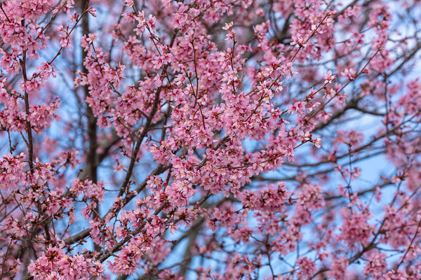 Abstract;Abstraction;Bloom;Blossom;Blossoms;Blue;Botanical;Branches;Calm;Cherry Blossom;Cherry Tree;Close-up;Flora;Floral;Floweret;Flowering;Flowers;Flowers & Plants;Healing;Health care;Healthcare;Looking up;Nature;Pastoral;Petal;Petals;Pink;Plant;Tree;bloom;botanicals;flora;floral;flower;magenta;oneness;pattern;peaceful;plants;restful;serene;sky;soothing;tranquil;tree limbs;trees