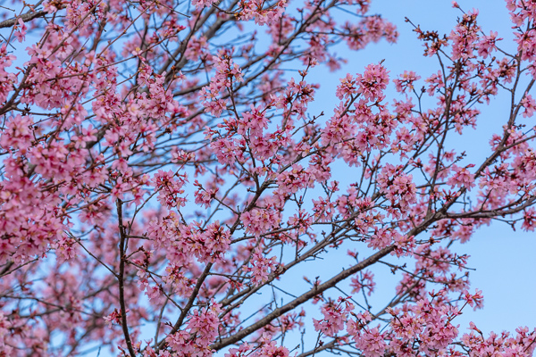 Abstract;Abstraction;Bloom;Blossom;Blossoms;Blue;Botanical;Branches;Calm;Cherry Blossom;Cherry Tree;Close-up;Flora;Floral;Floweret;Flowering;Flowers;Flowers & Plants;Healing;Health care;Healthcare;Looking up;Nature;Pastoral;Petal;Petals;Pink;Plant;Tree;bloom;botanicals;flora;floral;flower;magenta;oneness;pattern;peaceful;plants;restful;serene;sky;soothing;tranquil;tree limbs;trees