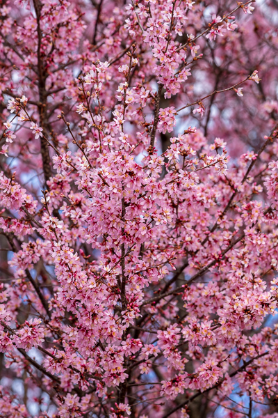 Abstract;Abstraction;Bloom;Blossom;Blossoms;Blue;Botanical;Branches;Calm;Cherry Blossom;Cherry Tree;Close-up;Flora;Floral;Floweret;Flowering;Flowers;Flowers & Plants;Healing;Health care;Healthcare;Looking up;Nature;Pastoral;Petal;Petals;Pink;Plant;Tree;bloom;botanicals;flora;floral;flower;magenta;oneness;pattern;peaceful;plants;restful;serene;sky;soothing;tranquil;tree limbs;trees