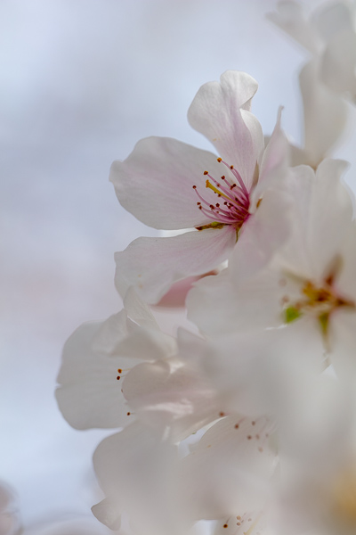 Bloom;Blossom;Blossoms;Botanical;Bradford Pear;Calm;Cherry Blossom;Cherry Tree;Flora;Floral;Floweret;Flowering;Flowers;Flowers & Plants;Healing;Health care;Healthcare;Looking up;Minimalism;Nature;Pastoral;Petal;Seasons;Spring;Springtime;Tree;bloom;botanicals;flora;floral;flower;oneness;peaceful;plants;restful;serene;sky;soothing;tranquil;zen