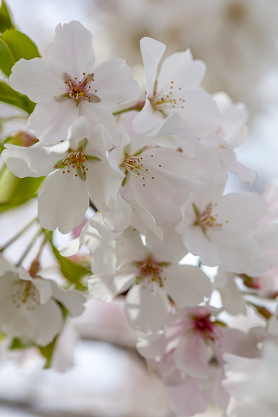 Bloom;Blossom;Blossoms;Botanical;Bradford Pear;Calm;Cherry Blossom;Cherry Tree;Flora;Floral;Floweret;Flowering;Flowers;Flowers & Plants;Healing;Health care;Healthcare;Looking up;Minimalism;Nature;Pastoral;Petal;Seasons;Spring;Springtime;Tree;bloom;botanicals;flora;floral;flower;oneness;peaceful;plants;restful;serene;sky;soothing;tranquil;zen