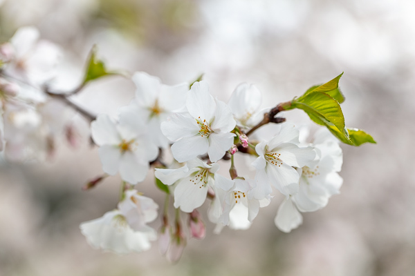 Bloom;Blossom;Blossoms;Botanical;Bradford Pear;Calm;Cherry Blossom;Cherry Tree;Flora;Floral;Floweret;Flowering;Flowers;Flowers & Plants;Healing;Health care;Healthcare;Looking up;Minimalism;Nature;Pastoral;Petal;Seasons;Spring;Springtime;Tree;bloom;botanicals;flora;floral;flower;oneness;peaceful;plants;restful;serene;sky;soothing;tranquil;zen