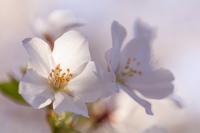 Bloom;Blossom;Blossoms;Botanical;Calm;Cherry Blossom;Cherry Tree;Close-up;Concepts;Cool Colors;Cool Palette;Cool Tones;Flora;Floral;Flower;Floweret;Flowering;Flowers;Flowers & Plants;Green;Greens;Healing;Health care;Healthcare;Looking up;Minimalism;Nature;Oneness;Pastoral;Petal;Pink;Seasons;Spring;Springtime;Sunlight;Sunshine;Tree;Yellow;bloom;botanicals;color;flora;floral;flower;magenta;oneness;peaceful;plants;restful;serene;soothing;sunlit;tranquil;zen