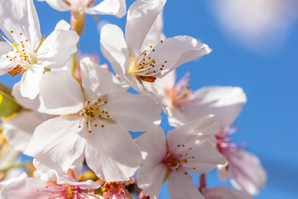 Bloom;Blossom;Blossoms;Blue;Blues;Botanical;Calm;Cherry Blossom;Cherry Tree;Close-up;Cool Colors;Cool Palette;Cool Tones;Flora;Floral;Floweret;Flowering;Flowers;Flowers & Plants;Healing;Health care;Healthcare;Looking up;Minimalism;Nature;Pastoral;Petal;Pink;Seasons;Spring;Springtime;Tree;bloom;botanicals;color;flora;floral;flower;oneness;peaceful;plants;restful;serene;sky;soothing;tranquil;zen