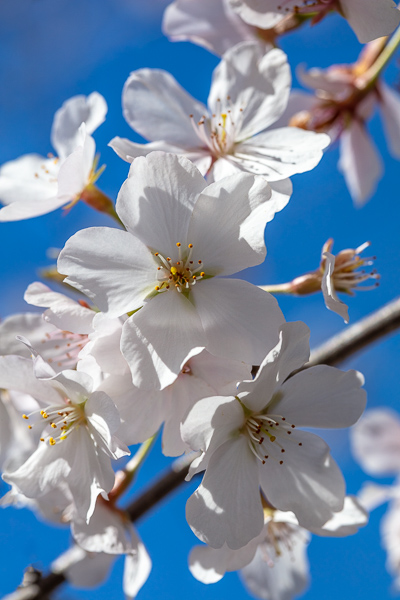 Bloom;Blossom;Blossoms;Blue;Botanical;Calm;Cherry Blossom;Cherry Tree;Close-up;Flora;Floral;Floweret;Flowering;Flowers;Flowers & Plants;Healing;Health care;Healthcare;Looking up;Minimalism;Nature;Pastoral;Petal;Seasons;Spring;Springtime;Tree;bloom;botanicals;flora;floral;flower;oneness;peaceful;plants;restful;serene;sky;soothing;tranquil;zen