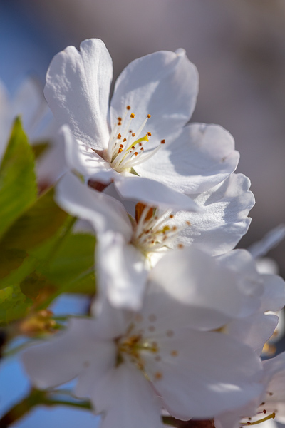 Bloom;Blossom;Blossoms;Blue;Botanical;Calm;Cherry Blossom;Cherry Tree;Close-up;Flora;Floral;Floweret;Flowering;Flowers;Flowers & Plants;Healing;Health care;Healthcare;Looking up;Minimalism;Nature;Pastoral;Petal;Seasons;Spring;Springtime;Tree;bloom;botanicals;flora;floral;flower;green;oneness;peaceful;plants;restful;serene;sky;soothing;tranquil;zen