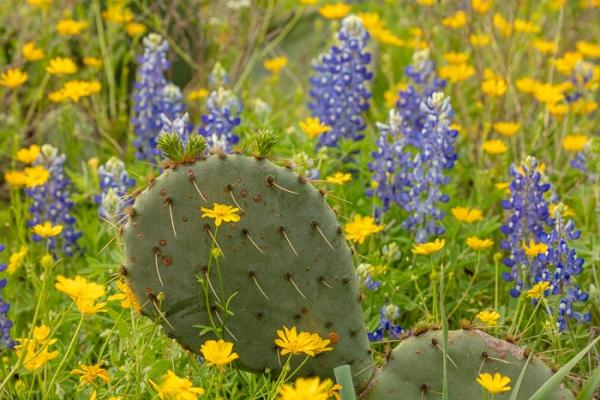 Bloom;Blossom;Blossoms;Blue;Botanical;Botanicals;Brown;Calm;Concepts;Cool Colors;Cool Palette;Cool Tones;Flora;Floral;Flower;Floweret;Flowering;Flowers;Flowers & Plants;Green;Greens;Healing;Health care;Healthcare;Lupinus texensis;Nature;Oneness;Pastoral;Petal;Plant;Prickly Pear Cactus;Seed Head;Texas;Texas Bluebonnet;Wabi Sabi;Wildflower;Yellow;bloom;color;flora;floral;flower;grass;landscape;peaceful;plants;restful;serene;soothing;tranquil