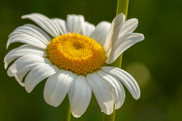 Bloom;Blossom;Blossoms;Calm;Close-up;Daisies;Flora;Floral;Floweret;Flowering;Flowers;Flowers & Plants;Healing;Health care;Healthcare;Macro;Minimalism;Nature;Pastoral;Petal;Sunlight;Sunshine;Yellow;bloom;daisy;flora;floral;flower;green;oneness;orange;peaceful;plants;restful;serene;soothing;sunlit;tranquil;wildflower;zen