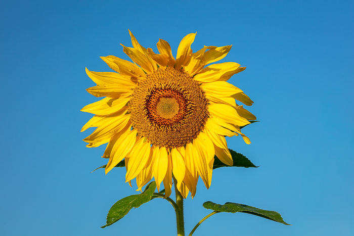 Biophilic;Bloom;Blossom;Blossoms;Blue;Botanical;Botanicals;Bumble Bee;Calm;Close-up;Concepts;Cool Colors;Cool Palette;Cool Tones;Flora;Floral;Flower;Floweret;Flowering;Flowers;Flowers & Plants;Green;Greens;Healing;Health care;Healthcare;Looking up;Macro;Minimalism;Nature;Oneness;Pastoral;Petal;Sunflower;Sunlight;Sunshine;Wildflower;Yellow;biophilic design;biophilic interior design;bloom;bug;color;flora;floral;flower;insect;peaceful;plants;restful;serene;soothing;sunlit;tranquil;zen