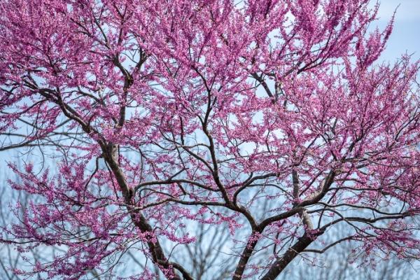 Abstract;Bloom;Blossom;Blossoms;Blue;Branches;Calm;Concepts;Daffodil;Daffodils;Flora;Flower;Floweret;Flowering;Flowers;Healing;Health care;Healthcare;Looking up;Minimalism;Nature;Oneness;Pastoral;Petal;Pink;Red Bud;Seasons;Spring;Springtime;Sunlight;Sunshine;Tree;bloom;color;flora;floral;flower;landscape;limbs;magenta;peaceful;plants;restful;serene;sky;soothing;sunlit;tranquil;tree;tree limbs;trees;zen