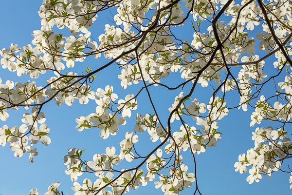 Blue;Branches;Calm;Cool Colors;Cool Palette;Cool Tones;Dogwood;Floral;Flowers;Green;Greens;Healing;Health care;Healthcare;Nature;Seasons;Springtime;Sunlight;Sunshine;Tree;color;landscape;limbs;peaceful;plants;restful;serene;soothing;sunlit;tranquil;tree;tree limbs;trees