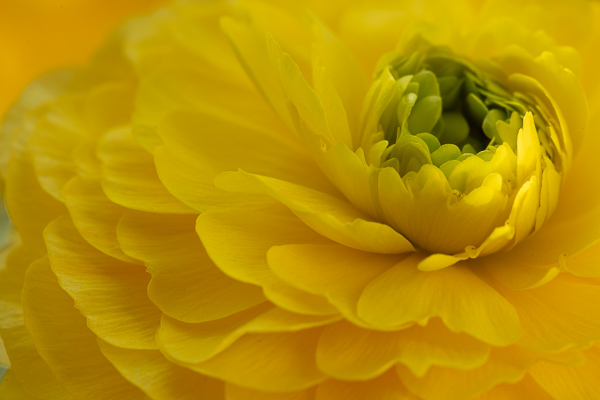 Bloom;Blossom;Blossoms;Bud;Calm;Close-up;Concepts;Cool Colors;Cool Palette;Cool Tones;Flora;Floral;Flower;Floweret;Flowering;Flowers;Flowers & Plants;Green;Greens;Healing;Health care;Healthcare;Macro;Minimalism;Nature;Oneness;Pastoral;Petal;Ranunculus Flower;Sunlight;Sunshine;Waterscape;Yellow;bloom;color;flora;floral;flower;peaceful;plants;restful;serene;soothing;sunlit;tranquil;zen