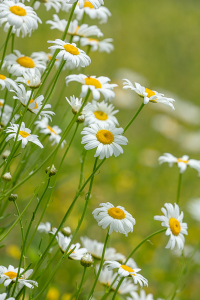 Bloom;Blossom;Blossoms;Botanical;Botanicals;Bud;Calm;Close-up;Concepts;Cool Colors;Cool Palette;Cool Tones;Daisies;Dew;Droplets;Drops;Flora;Floral;Flower;Floweret;Flowering;Flowers;Flowers & Plants;Green;Greens;Healing;Health care;Healthcare;Macro;Minimalism;Nature;Oneness;Pastoral;Petal;Plant;Seasons;Spring;Springtime;Sunlight;Sunshine;Water;Water Drops;Wildflower;Yellow;bloom;color;daisy;dew drops;dewdrop;dewy;drop;flora;floral;flower;peaceful;plants;restful;serene;soothing;sunlit;tranquil;zen