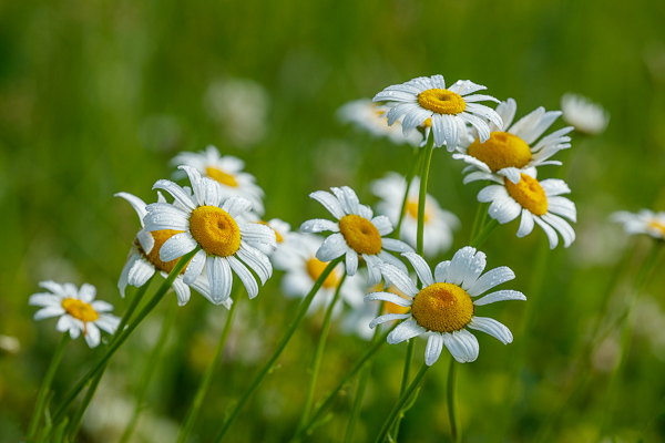 Bloom;Blossom;Blossoms;Botanical;Botanicals;Bud;Calm;Close-up;Concepts;Cool Colors;Cool Palette;Cool Tones;Daisies;Dew;Droplets;Drops;Flora;Floral;Flower;Floweret;Flowering;Flowers;Flowers & Plants;Green;Greens;Healing;Health care;Healthcare;Macro;Minimalism;Nature;Oneness;Pastoral;Petal;Plant;Seasons;Spring;Springtime;Sunlight;Sunshine;Water;Water Drops;Wildflower;Yellow;bloom;color;daisy;dew drops;dewdrop;dewy;drop;flora;floral;flower;peaceful;plants;restful;serene;soothing;sunlit;tranquil;zen