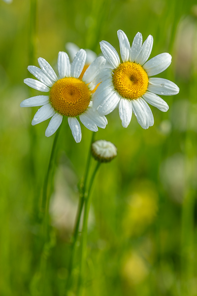 Bloom;Blossom;Blossoms;Botanical;Botanicals;Bud;Calm;Close-up;Concepts;Cool Colors;Cool Palette;Cool Tones;Daisies;Dew;Droplets;Drops;Flora;Floral;Flower;Floweret;Flowering;Flowers;Flowers & Plants;Green;Greens;Healing;Health care;Healthcare;Macro;Minimalism;Nature;Oneness;Pastoral;Petal;Plant;Seasons;Spring;Springtime;Sunlight;Sunshine;Water;Water Drops;Wildflower;Yellow;bloom;color;daisy;dew drops;dewdrop;dewy;drop;flora;floral;flower;peaceful;plants;restful;serene;soothing;sunlit;tranquil;zen