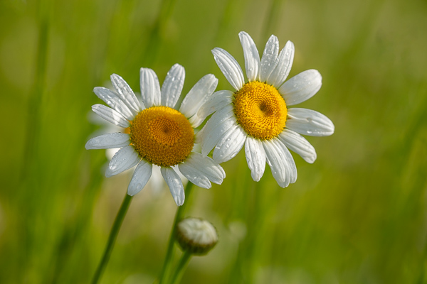 Bloom;Blossom;Blossoms;Botanical;Botanicals;Bud;Calm;Close-up;Concepts;Cool Colors;Cool Palette;Cool Tones;Daisies;Dew;Droplets;Drops;Flora;Floral;Flower;Floweret;Flowering;Flowers;Flowers & Plants;Green;Greens;Healing;Health care;Healthcare;Macro;Minimalism;Nature;Oneness;Pastoral;Petal;Plant;Seasons;Spring;Springtime;Sunlight;Sunshine;Water;Water Drops;Wildflower;Yellow;bloom;color;daisy;dew drops;dewdrop;dewy;drop;flora;floral;flower;peaceful;plants;restful;serene;soothing;sunlit;tranquil;zen