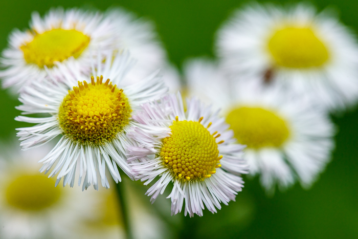 Biophilic;Bloom;Blossom;Blossoms;Calm;Close-up;Cool Colors;Cool Palette;Cool Tones;Flora;Flower;Floweret;Flowering;Flowers;Flowers & Plants;Green;Greens;Healing;Health care;Healthcare;Macro;Nature;Petal;Sunlight;Sunshine;Wildflower;Yellow;bloom;calming;color;daisy fleabane;flora;floral;flower;peaceful;plants;restful;restorative;serene;soothing;sunlit;tranquil