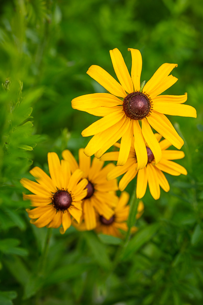 Black-eyed Susan;Bloom;Blossom;Blossoms;Botanical;Botanicals;Brown;Calm;Close-up;Concepts;Cool Colors;Cool Palette;Cool Tones;Flora;Floral;Flower;Floweret;Flowering;Flowers;Flowers & Plants;Green;Greens;Healing;Health care;Healthcare;Nature;Oneness;Pastoral;Petal;Plant;Sunlight;Sunshine;Wildflower;Yellow;bloom;color;field;flora;floral;flower;grass;landscape;peaceful;plants;restful;serene;soothing;sunlit;tranquil;zen