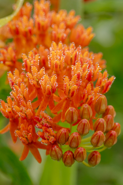 Bloom;Blossom;Blossoms;Botanical;Botanicals;Bud;Butterfly Weed;Calm;Close-up;Concepts;Cool Colors;Cool Palette;Cool Tones;Dew;Droplets;Drops;Flora;Floral;Flower;Floweret;Flowering;Flowers;Flowers & Plants;Green;Greens;Healing;Health care;Healthcare;Macro;Minimalism;Nature;Oneness;Pastoral;Petal;Plant;Sunlight;Sunshine;Water;Water Drops;Wildflower;bloom;color;dew drops;dewdrop;dewy;drop;flora;floral;flower;peaceful;plants;restful;serene;soothing;sunlit;tranquil;zen