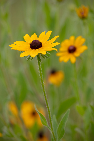 Black-eyed Susan;Bloom;Blossom;Blossoms;Botanical;Botanicals;Brown;Calm;Close-up;Concepts;Cool Colors;Cool Palette;Cool Tones;Flora;Floral;Flower;Floweret;Flowering;Flowers;Flowers & Plants;Green;Greens;Healing;Health care;Healthcare;Nature;Oneness;Pastoral;Petal;Plant;Sunlight;Sunshine;Wildflower;Yellow;bloom;color;field;flora;floral;flower;grass;landscape;peaceful;plants;restful;serene;soothing;sunlit;tranquil;zen