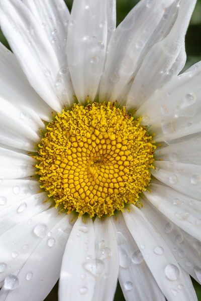 Bloom;Blossom;Blossoms;Botanical;Botanicals;Calm;Close-up;Concepts;Daisies;Dew;Droplets;Drops;Flora;Floral;Flower;Floweret;Flowering;Flowers;Flowers & Plants;Healing;Health care;Healthcare;Minimalism;Nature;Oneness;Pastoral;Petal;Plant;Sunlight;Sunshine;Water;Water Drops;Wildflower;Yellow;bloom;daisy;dew drops;dewdrop;dewy;drop;flora;floral;flower;peaceful;plants;restful;serene;soothing;sunlit;tranquil;zen