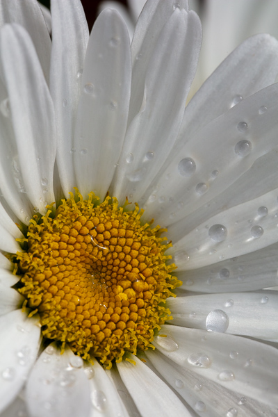 Bloom;Blossom;Blossoms;Botanical;Botanicals;Calm;Close-up;Concepts;Daisies;Dew;Droplets;Drops;Flora;Floral;Flower;Floweret;Flowering;Flowers;Flowers & Plants;Healing;Health care;Healthcare;Minimalism;Nature;Oneness;Pastoral;Petal;Plant;Sunlight;Sunshine;Water;Water Drops;Wildflower;Yellow;bloom;daisy;dew drops;dewdrop;dewy;drop;flora;floral;flower;peaceful;plants;restful;serene;soothing;sunlit;tranquil;zen