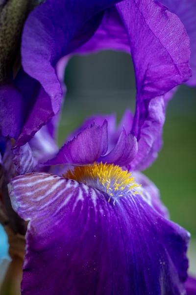 Bloom;Blossom;Blossoms;Calm;Close-up;Concepts;Cool Colors;Cool Palette;Cool Tones;Flora;Floral;Flower;Floweret;Flowering;Flowers;Flowers & Plants;Green;Greens;Healing;Health care;Healthcare;Looking up;Macro;Nature;Oneness;Pastoral;Petal;Purple;Sunlight;Violet;Yellow;bloom;color;flora;floral;flower;iris;peaceful;plants;restful;serene;soothing;sunlit;tranquil