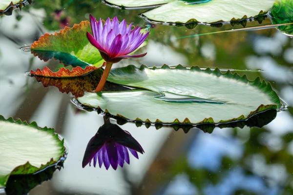 Bloom;Blossom;Blossoms;Calm;Concepts;Flora;Floral;Flower;Floweret;Flowering;Flowers;Flowers & Plants;Healing;Health care;Healthcare;Indiana;Lily Pads;Minimalism;Mirror;Nature;Oneness;Pastoral;Personal;Petal;Pool;Purple;United States;Violet;Water;Water Lily;Waterscape;bloom;color;flora;floral;flower;oriental;peaceful;plants;reflection;reflections;restful;serene;soothing;tranquil;zen