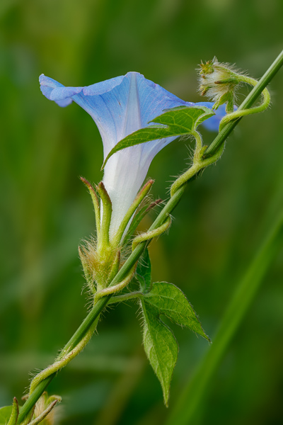 Bloom;Blossom;Blossoms;Blue;Calm;Close-up;Concepts;Cool Colors;Cool Palette;Cool Tones;Flora;Floral;Flower;Floweret;Flowering;Flowers;Flowers & Plants;Green;Greens;Healing;Health care;Healthcare;Macro;Minimalism;Nature;Oneness;Pastoral;Petal;Wildflower;bloom;color;flora;floral;flower;peaceful;plants;restful;serene;soothing;tranquil;zen