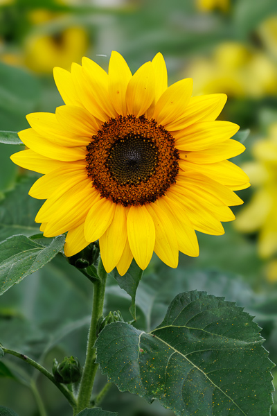 Bloom;Blossom;Blossoms;Brown;Bud;Calm;Close-up;Concepts;Cool Colors;Cool Palette;Cool Tones;Flora;Floral;Flower;Floweret;Flowering;Flowers;Flowers & Plants;Green;Greens;Healing;Health care;Healthcare;Minimalism;Nature;Oneness;Pastoral;Petal;Wildflower;Yellow;bloom;color;flora;floral;flower;peaceful;plants;restful;serene;soothing;tranquil;zen