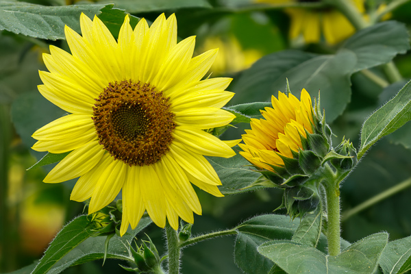 Bloom;Blossom;Blossoms;Brown;Bud;Calm;Close-up;Concepts;Cool Colors;Cool Palette;Cool Tones;Flora;Floral;Flower;Floweret;Flowering;Flowers;Flowers & Plants;Green;Greens;Healing;Health care;Healthcare;Minimalism;Nature;Oneness;Pastoral;Petal;Wildflower;Yellow;bloom;color;flora;floral;flower;peaceful;plants;restful;serene;soothing;tranquil;zen