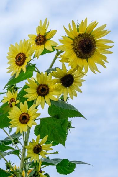 Bloom;Blossom;Blossoms;Blue;Botanical;Botanicals;Brown;Calm;Close-up;Concepts;Cool Colors;Cool Palette;Cool Tones;Flora;Floral;Flower;Floweret;Flowering;Flowers;Flowers & Plants;Green;Greens;Healing;Health care;Healthcare;Leaf;Leaves;Looking up;Macro;Minimalism;Nature;Oneness;Pastoral;Petal;Plant;Sunflower;Sunlight;Sunshine;Yellow;bloom;botanicals;color;flora;floral;flower;foliage;leaves;peaceful;plants;restful;serene;sky;soothing;tranquil;zen