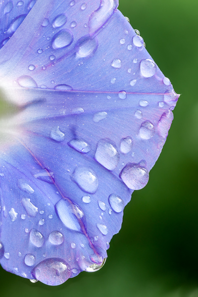 Bloom;Blossom;Blossoms;Blue;Calm;Close-up;Concepts;Cool Colors;Cool Palette;Cool Tones;Dew;Droplets;Drops;Flora;Floral;Flower;Floweret;Flowering;Flowers;Flowers & Plants;Green;Greens;Healing;Health care;Healthcare;Macro;Minimalism;Nature;Oneness;Pastoral;Petal;Purple;Violet;Water;Water Drops;Wildflower;bloom;color;dew drops;dewdrop;dewy;drop;flora;floral;flower;peaceful;plants;restful;serene;soothing;tranquil;violet;zen
