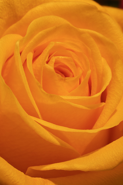 Bloom;Blossom;Calm;Close-up;Flora;Flower;Flowers;Healing;Health care;Healthcare;Petal;peaceful;plants;restful;serene;soothing;tranquil