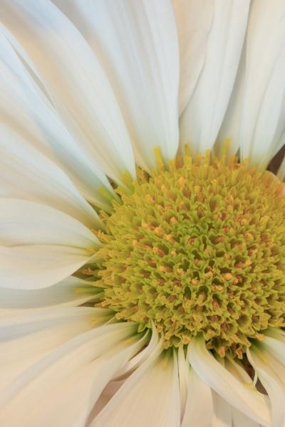 Bloom;Blossom;Blossoms;Calm;Close-up;Concepts;Cool Colors;Cool Palette;Cool Tones;Flora;Floral;Flower;Floweret;Flowering;Flowers;Flowers & Plants;Green;Greens;Healing;Health care;Healthcare;Macro;Minimalism;Nature;Oneness;Pastoral;Petal;Yellow;bloom;color;flora;floral;flower;peaceful;plants;restful;serene;soothing;tranquil;zen