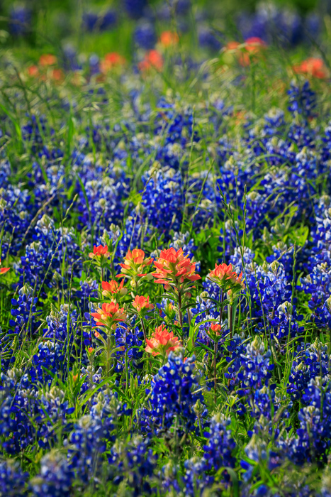 Biophilic;Bloom;Blossom;Blossoms;Blue;Botanical;Botanicals;Bud;Calm;Close-up;Concepts;Cool Colors;Cool Palette;Cool Tones;Flora;Floral;Flower;Floweret;Flowering;Flowers;Flowers & Plants;Green;Greens;Healing;Health care;Healthcare;Indian Paintbrush;Lupinus texensis;Macro;Nature;Oneness;Pastoral;Petal;Seasons;Springtime;Sunlight;Sunshine;Texas;Texas Bluebonnet;United States;Wildflower;biophilic design;biophilic interior design;bloom;calming;color;flora;floral;flower;landscape;peaceful;plants;restful;restorative;serene;soothing;spring;sunlit;tranquil;zen