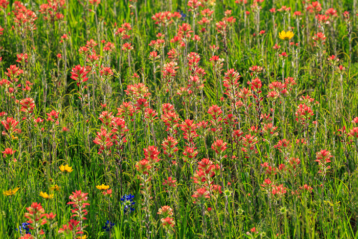 Bloom;Blossom;Blossoms;Botanical;Botanicals;Calm;Close-up;Concepts;Flora;Floral;Flower;Floweret;Flowering;Flowers;Flowers & Plants;Healing;Health care;Healthcare;Indian Paintbrush;Macro;Minimalism;Nature;Oneness;Pastoral;Petal;Seasons;Springtime;Sunlight;Texas;United States;Wildflower;biophilic design;biophilic interior design;bloom;flora;floral;flower;grass;peaceful;plants;restful;serene;soothing;spring;sunlit;tranquil;zen