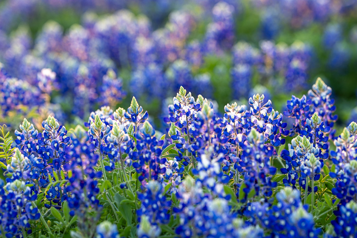 Bloom;Blossom;Blossoms;Blue;Calm;Close-up;Concepts;Cool Colors;Cool Palette;Cool Tones;Flora;Floral;Flower;Floweret;Flowering;Flowers;Flowers & Plants;Green;Greens;Healing;Health care;Healthcare;Leaves;Lupinus texensis;Macro;Nature;Oneness;Pastoral;Petal;Plant;Purple;Sunlight;Sunshine;Texas;Texas Bluebonnet;United States;Violet;Wildflower;bloom;color;flora;floral;flower;landscape;peaceful;plants;restful;serene;soothing;sunlit;tranquil;violet;zen