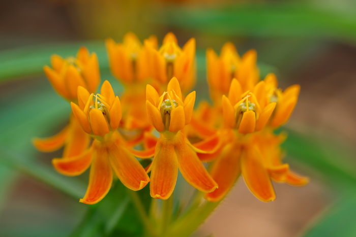 Biophilic;Bloom;Blossom;Blossoms;Botanical;Botanicals;Bud;Butterfly Weed;Calm;Close-up;Concepts;Cool Colors;Cool Palette;Cool Tones;Design;Flora;Floral;Flower;Floweret;Flowering;Flowers;Flowers & Plants;Green;Greens;Healing;Health care;Healthcare;Leaves;Macro;Minimalism;Nature;Oneness;Pastoral;Petal;Plant;Wildflower;bloom;color;flora;floral;flower;foliage;peaceful;plants;restful;serene;soothing;tranquil;zen