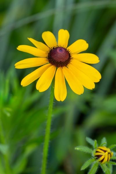 Biophilic;Bloom;Blossom;Brown;Bud;Calm;Close-up;Concepts;Cool Colors;Cool Palette;Cool Tones;Dew;Droplets;Drops;Flora;Flower;Flowers;Green;Greens;Healing;Health care;Healthcare;Minimalism;Oneness;Pastoral;Petal;Water;Water Drops;Wildflower;Yellow;biophilic design;biophilic interior design;color;dew drops;dewdrop;dewy;drop;peaceful;plants;restful;serene;soothing;tranquil;zen