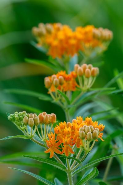 Biophilic;Bloom;Blossom;Blossoms;Botanical;Botanicals;Bud;Butterfly Weed;Calm;Close-up;Concepts;Cool Colors;Cool Palette;Cool Tones;Design;Flora;Floral;Flower;Floweret;Flowering;Flowers;Flowers & Plants;Green;Greens;Healing;Health care;Healthcare;Leaves;Macro;Minimalism;Nature;Oneness;Pastoral;Petal;Plant;Wildflower;bloom;color;flora;floral;flower;foliage;peaceful;plants;restful;serene;soothing;tranquil;zen