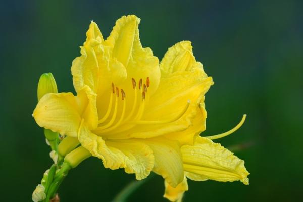 Biophilic;Bloom;Blossom;Blossoms;Bud;Calm;Close-up;Concepts;Cool Colors;Cool Palette;Cool Tones;Day Lily;Design;Flora;Floral;Flower;Floweret;Flowering;Flowers;Flowers & Plants;Green;Greens;Healing;Health care;Healthcare;Macro;Minimalism;Nature;Oneness;Pastoral;Petal;Yellow;bloom;color;flora;floral;flower;peaceful;plants;restful;serene;soothing;tranquil;zen